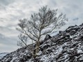 Advanced Section Commended - Still Hanging On by Terry James