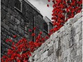 Advanced Section Highly Commended - Castle Poppies by Jane Tyson