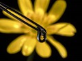 Advanced Section Highly Commended - Lesser & Greater Celandine by Alan Gaines