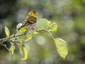 Advanced Section Highly Commended - Siskin by Viv Healy