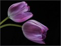 Intermediate Section First Place - Tulip Duo by Bruce Hogan