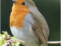 Intermediate Section Highly Commended - Robin by Ian Paisley