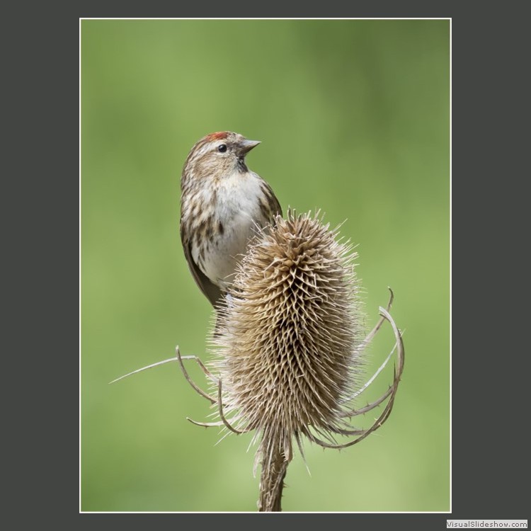 Advanced Section Second Place - Redpoll on Teasel by Andy Pyatt