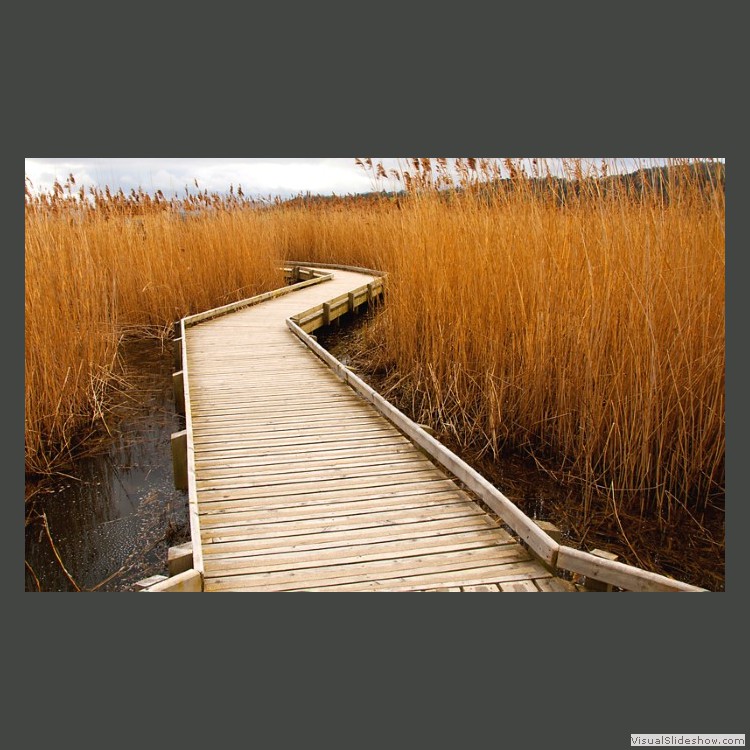 Advanced Section Commended - Path Through the Reed Beds by Dave Smith