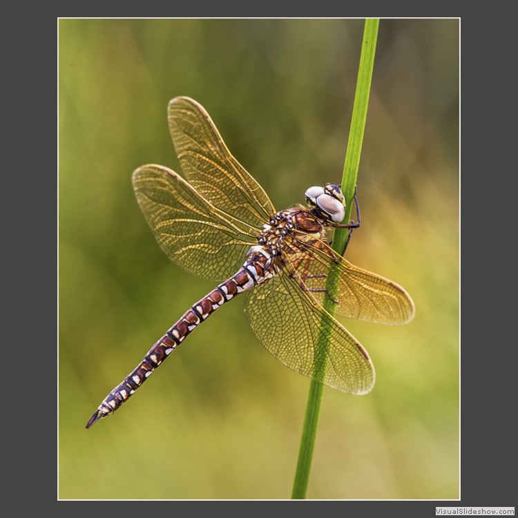 Advanced Section First Place - Common Darter by Andy Pyatt