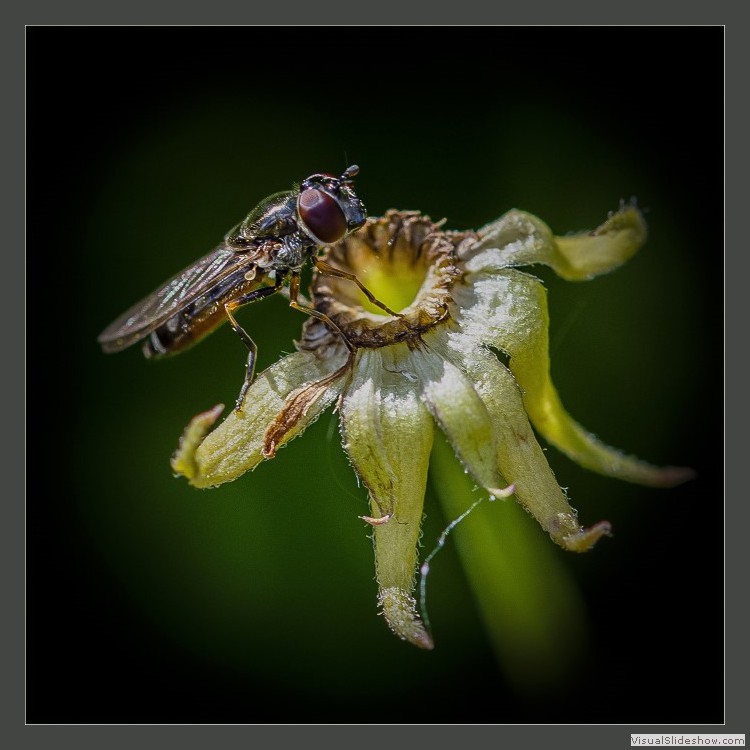 Advanced Section Highly Commended - Pollen Collecting by Alan Foulkes