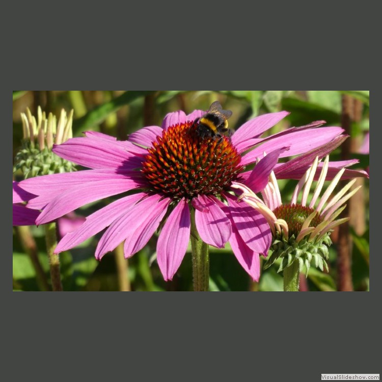 Intermediate Section Commended - Bee on a Flower by Steve Gardner