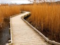 Advanced Section Commended - Path Through the Reed Beds by Dave Smith
