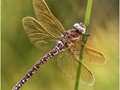 Advanced Section First Place - Common Darter by Andy Pyatt