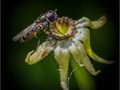 Advanced Section Highly Commended - Pollen Collecting by Alan Foulkes