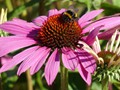Intermediate Section Commended - Bee on a Flower by Steve Gardner