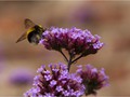 Intermediate Section Highly Commended - Bee on Verbena Bonariensis by Joan Arnold