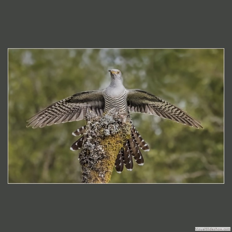 Advanced Section Commended - Male Cuckoo by Andy Pyatt