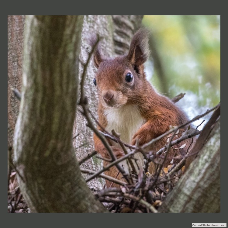Advanced Section Commended - Squirrel by Jeff Smith