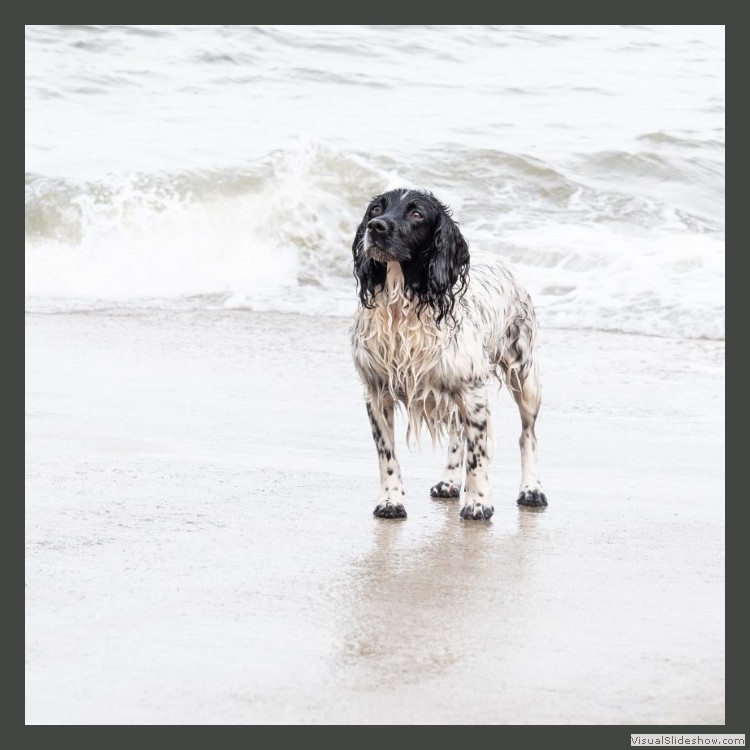 Advanced Section Commended - The Eyes Have It by Viv Healy