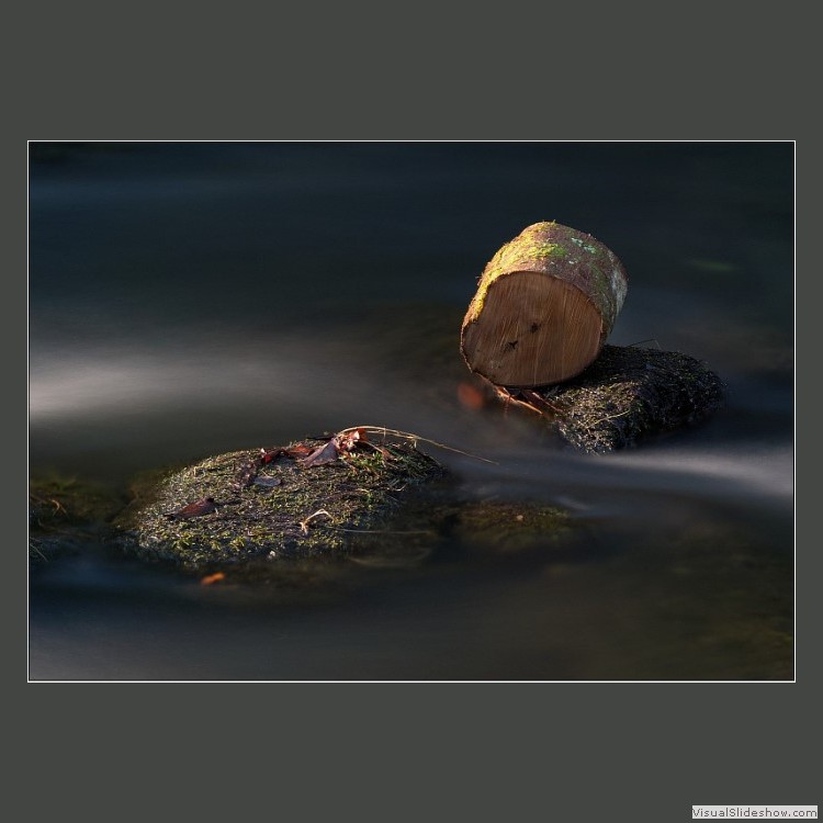 Advanced Section Highly Commended - Lonesome Log by Peter Carlyon
