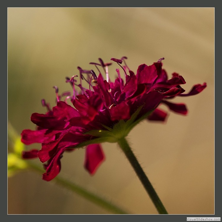 Intermediate Section Commended August Flower by Joan Arnold