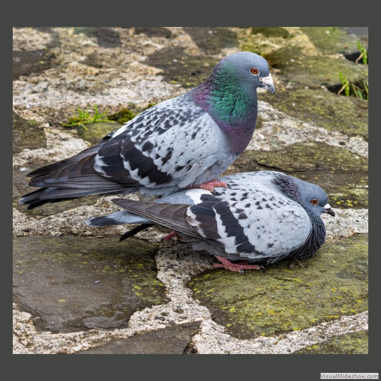 Intermediate Section Highly Commended - Mr and Mrs by John Williams