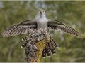 Advanced Section Commended - Male Cuckoo by Andy Pyatt