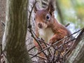 Advanced Section Commended - Squirrel by Jeff Smith