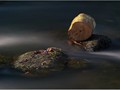 Advanced Section Highly Commended - Lonesome Log by Peter Carlyon