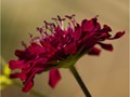 Intermediate Section Commended August Flower by Joan Arnold