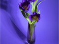 Intermediate Section First Place - Shadowy Tulips by Joan Arnold