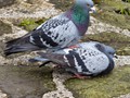 Intermediate Section Highly Commended - Mr and Mrs by John Williams