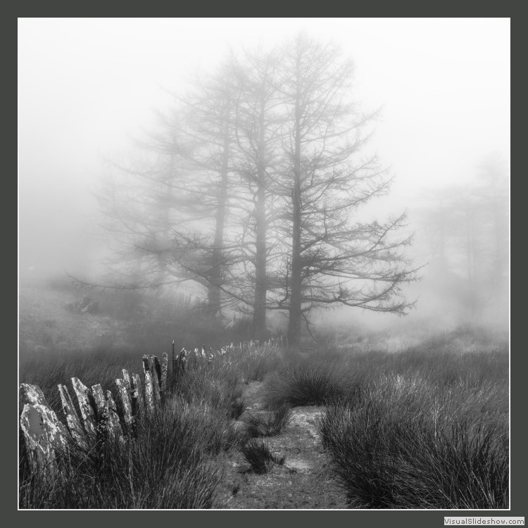 Advanced Section Third Place - Misty Morning by Andy Pyatt