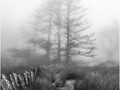 Advanced Section Third Place - Misty Morning by Andy Pyatt