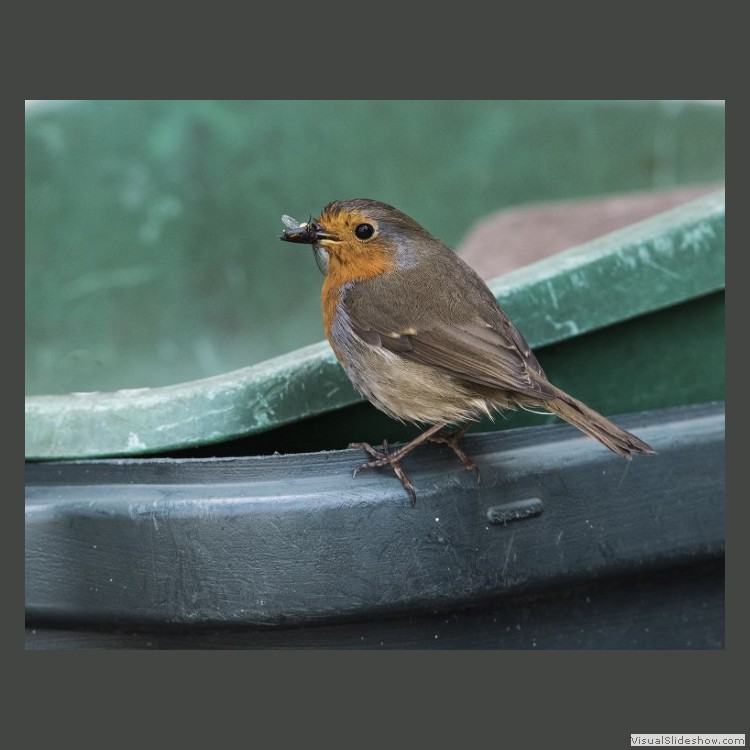 Advanced Section Commended - Robin by Peter Beachell