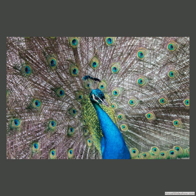 Advanced Section Highly Commended - Peacock by Jeff Smith