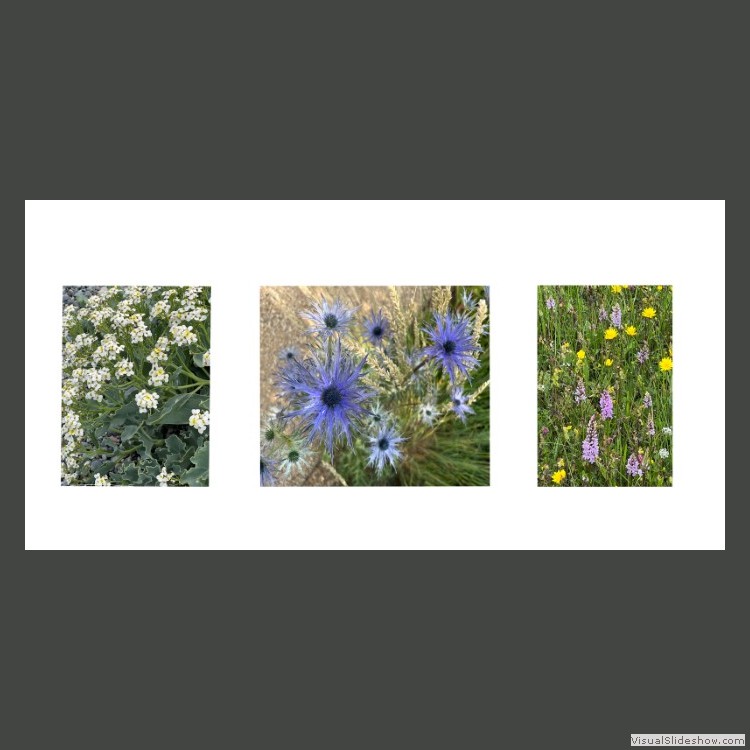 Intermediate Section Equal First Place - Wildflower Triptych by Helen Walker