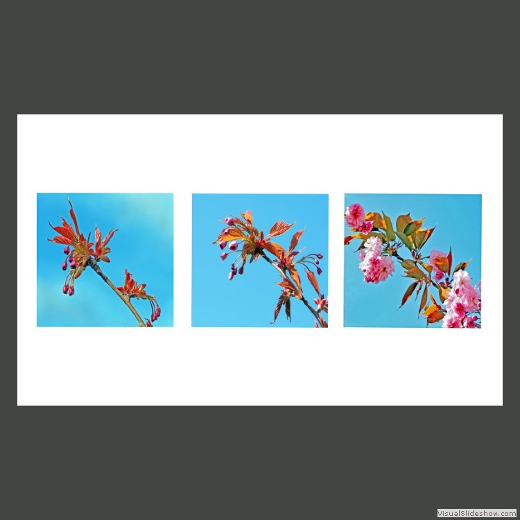 Intermediate Section Equal Third Place - Cherry Blossom by Helen Walker