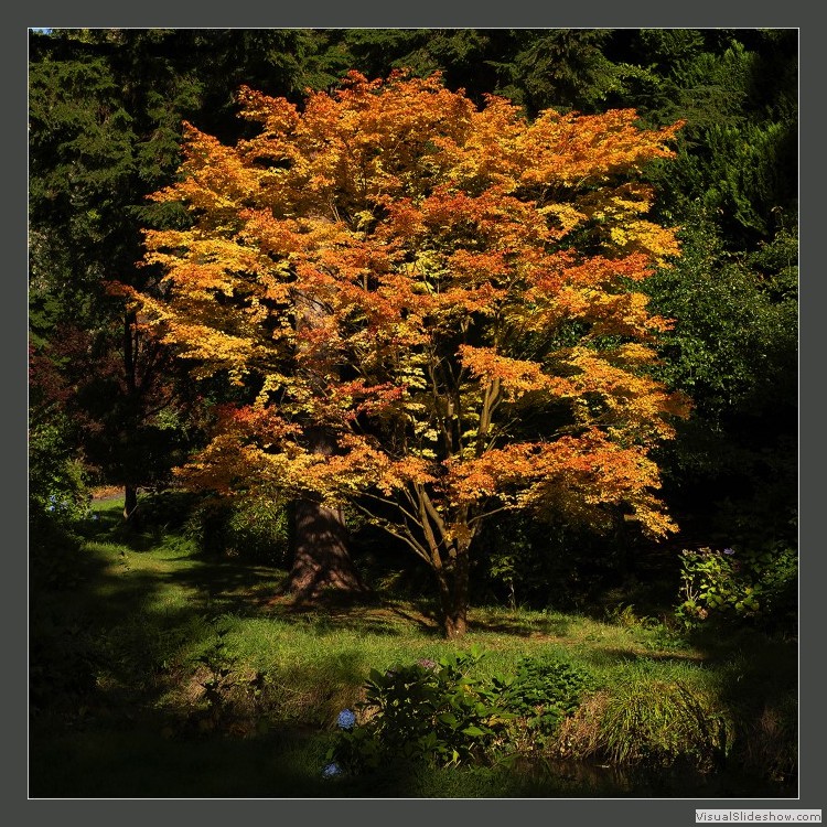 Intermediate Section Highly Commended - Lighting up a Quiet Corner by Joan Arnold