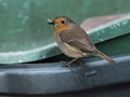 Advanced Section Commended - Robin by Peter Beachell