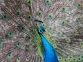 Advanced Section Highly Commended - Peacock by Jeff Smith