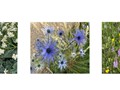Intermediate Section Equal First Place - Wildflower Triptych by Helen Walker