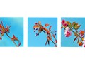 Intermediate Section Equal Third Place - Cherry Blossom by Helen Walker