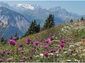 Advanced Section Highly Commended - Springtime in the Alps by Bob Tyson