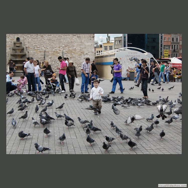 Advanced Section Highly Commended - Pigeon Playtime by Jane Tyson