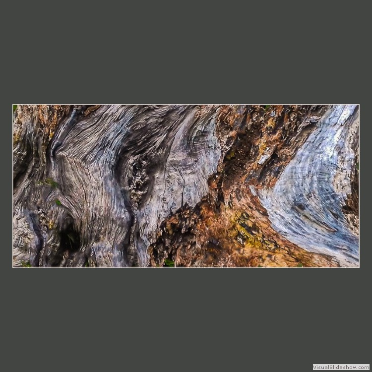 Advanced Section Commended - Decaying Bark by Alan Foulkes