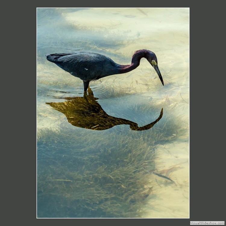 Advanced Section Commended - Who's That by Alwyn Williams