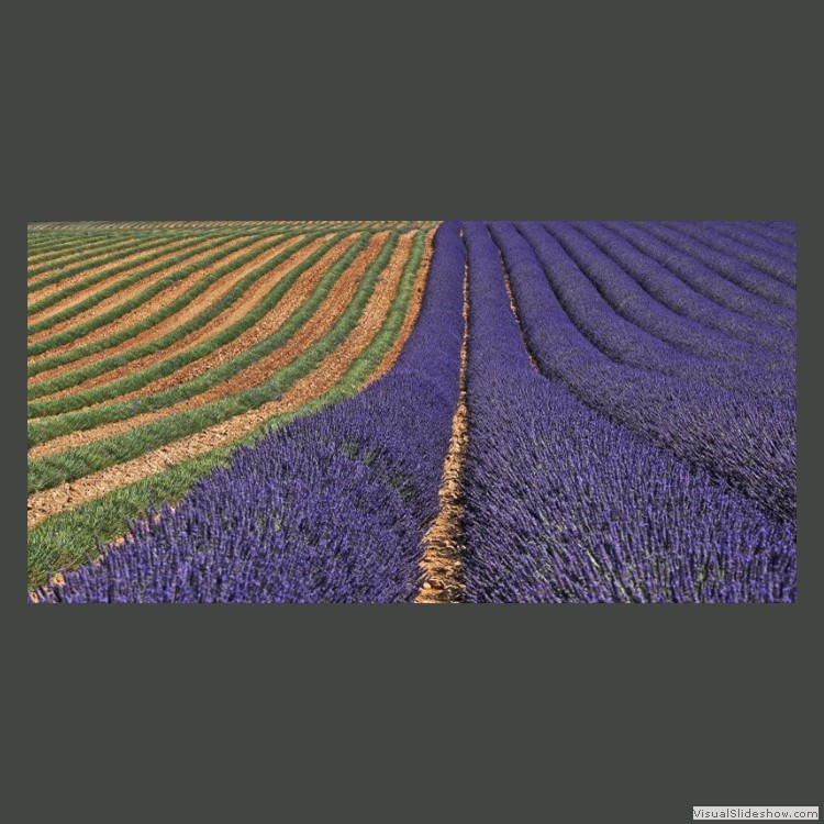 Advanced Section First Place - Lavender Rows by Bob Tyson.