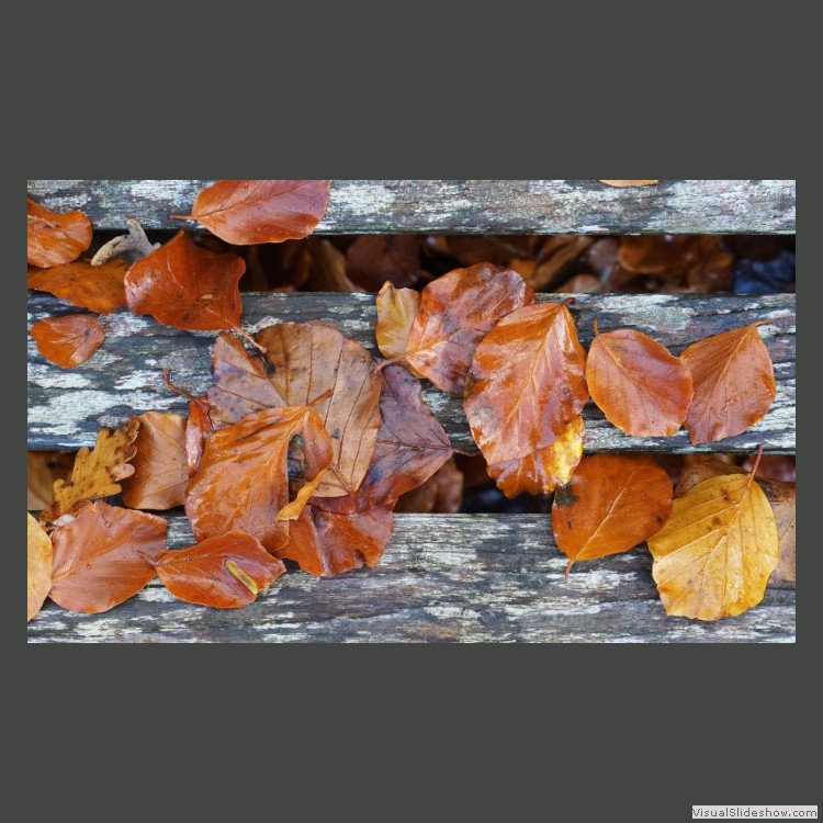 Advanced Section Highly Commended - Fallen Leaves by Jane Tyson