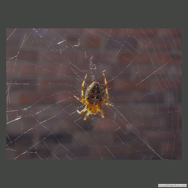 Intermediate Section Commended - Spider by John Williams