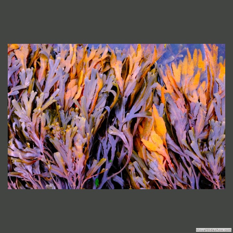 Intermediate Section Third Place - Tide Dyed Weed by Arfon Hughes
