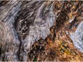 Advanced Section Commended - Decaying Bark by Alan Foulkes