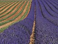 Advanced Section First Place - Lavender Rows by Bob Tyson.