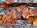 Advanced Section Highly Commended - Fallen Leaves by Jane Tyson